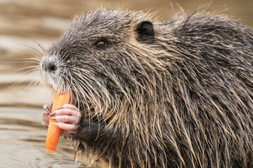 Nutria, auch Biberratte, Wasserratte oder Sumpfbiber genannt, leben in der Nähe von Wasser in...