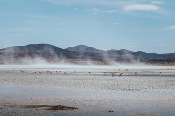Flamingos in a lagoon in the Bolivian highlands with mountains in the background