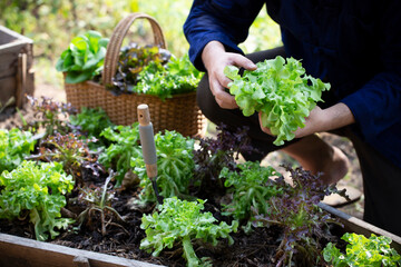 Man hands picking fresh green lettuce in vegetable garden. 