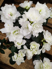 White azalia flowers of a small plant - obrazy, fototapety, plakaty