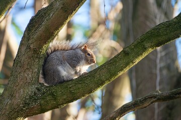 Squirrel on the tree branch