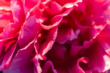 Bright pink petals background close up