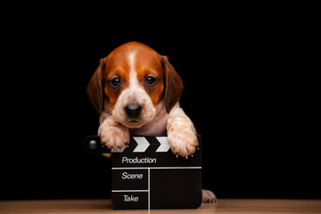 image of dog clapper board dark background 