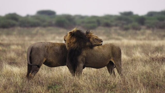 Two Lions At Central Kalahari Game Reserve Licking And Cleaning Each Other Skin - wide shot