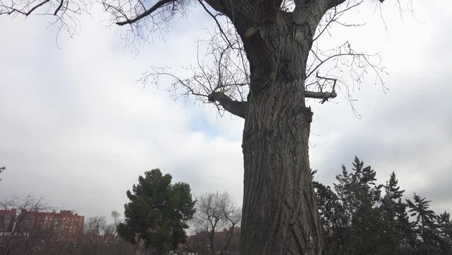 A Tree With Bare Branches On A Cloudy Day