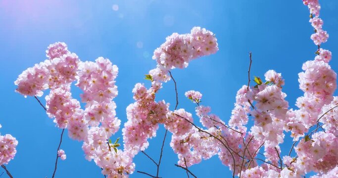 Low angle view of vivid pink sakura tree with multiple bees and bumblebees against clear blue sky early in the spring - concept of peace, perpetuity, purity and love