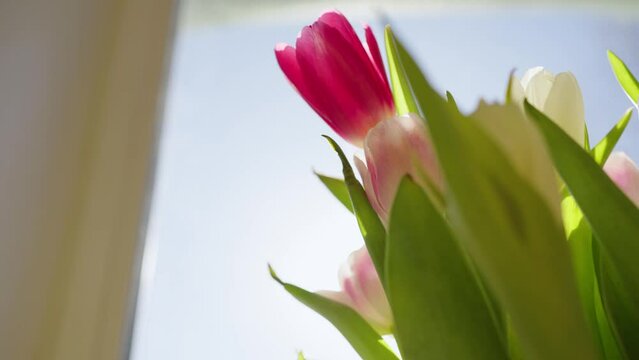 Bouquet of pink tulips stands on the windowsill on a spring sunny day, camera tracking