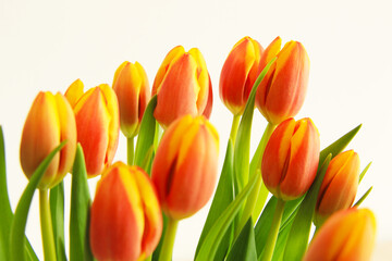 fresh multicoloured yellow and orange tulips