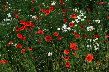 Red poppies blooming in urban green areas