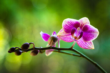 Miniature Purple Orchid Flower