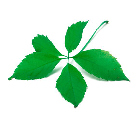 Naklejka na ściany i meble Green virginia creeper leaf