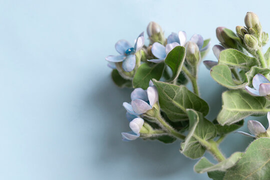 Fresh blue tweedia flower on the blue background close up macro. Copy space