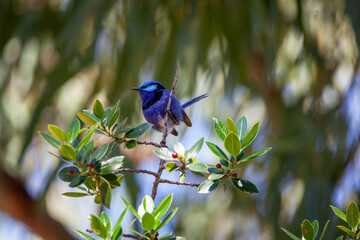 Splendid Blue Wren Fairy Wrens