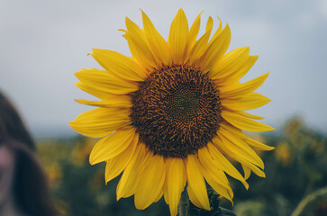 Fototapeta premium Sonnenblume im Feld