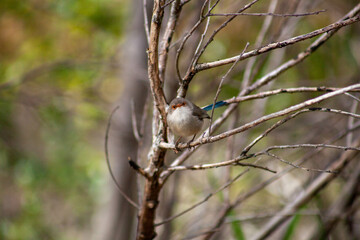 Splendid Blue Wren Fairy Wrens