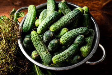 Fresh organic cucumbers in a sieve on a dark wooden background. Preparing for pickling.