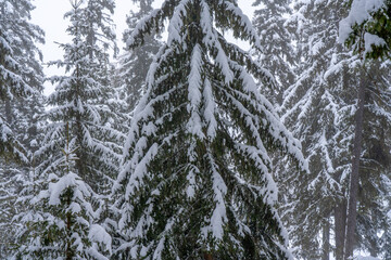 Big spruce trees in the winter forest covered with lots of snow