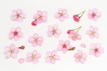 Fototapeta na wymiar Cherry Blossoms Spring image