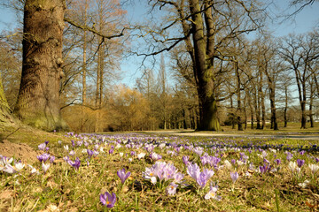 Wiese mit lila Krokussen in einem Park