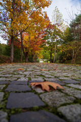 red, orange and yellow autumn leaves. autumn landscape in the forest