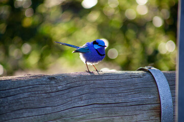 Splendid Blue Wren Fairy Wrens