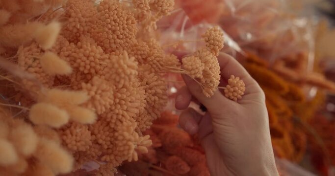 Close up gimbal shot of florist hand picking light orange dry flower from shelf