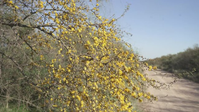 Acacia dealbata o retinodes, Silver Acacia, is a perennial, cosmopolitan arboreal species. It has flowers all year round. Some common names are yellow acacia, mimosa, four-season mimosa, green acacia