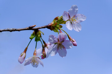 早咲きの桜「玉縄桜」