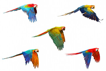 Obraz premium Set of Macaw parrot isolated on white.