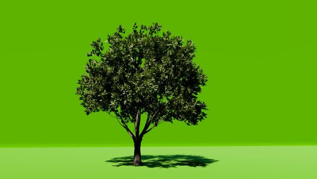 Big tree on green screen background. Chromakey. Alfa, studio. Tree isolated with luma mask. Vfx element. 4K Video.