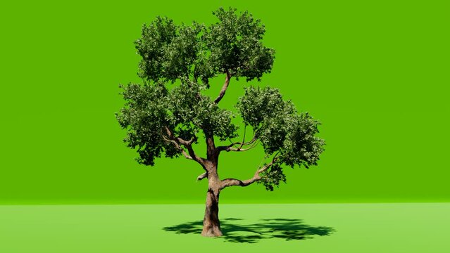 Palm tree beach on green screen Chromakey. Alfa, studio. 3D Animation. 4K Video.