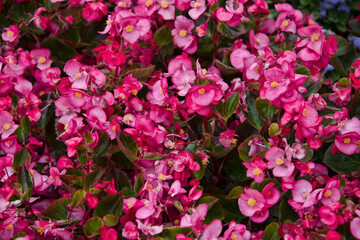 Garden of Pink Wax Begonias