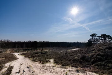 Wandaufkleber Tonnenberg - Zwolse bos bij Speuld © Holland-PhotostockNL
