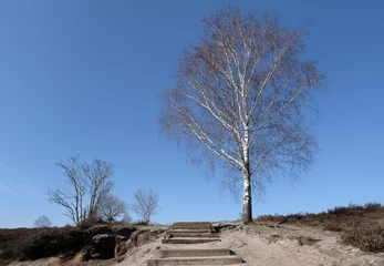 Fototapete Tonnenberg - Zwolse bos bij Speuld © Holland-PhotostockNL
