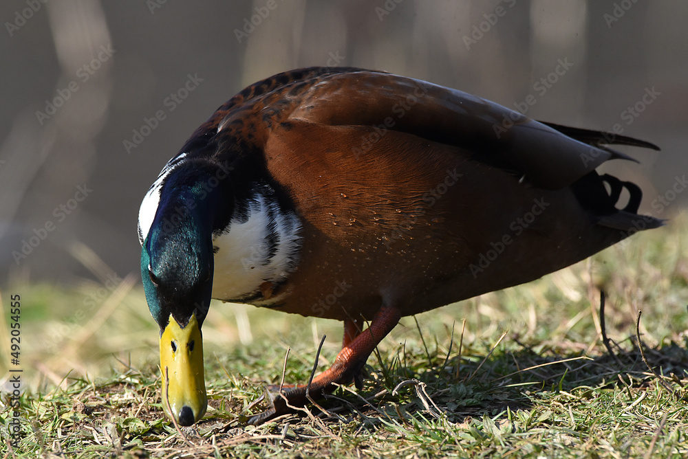 Canvas Prints Ente am Wasser