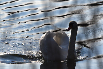 Schwan im Abendlicht