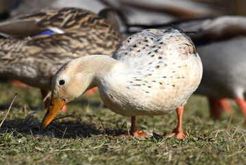 Ente am Wasser