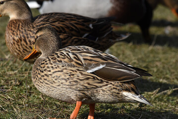 Enten am Seeufer