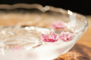 水に浮かぶ梅の花