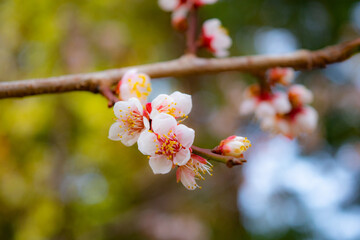 日本の春の梅