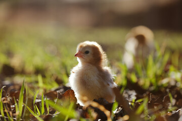 Chick during sunset in grass close up for baby chicken homestead concept.