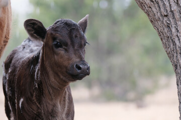 Fototapeta premium Calf under tree during rainy weather, young cow outdoors on farm with blurred background.