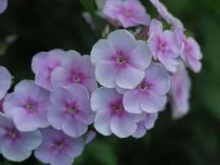 purple-pink phlox close-up blooming in the garden
