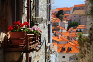 Flowers in Dubrovnik, Croatia