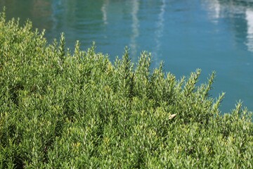 Obraz na płótnie Canvas Rosemary bush in Croatia