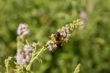 The medicinal plant (Mentha longifolia) and insect (Diptera syrphidae) close-up