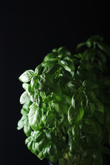 A bunch of basil in low key	