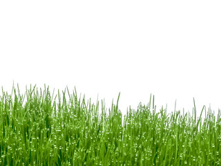 gouttes d’eau sur herbe