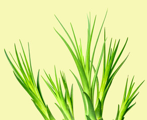 bourgeons de beaucarnea