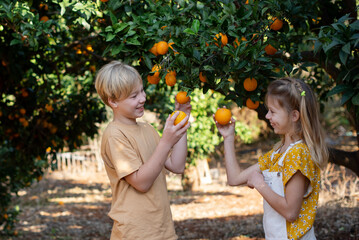 children harvest.  orange garden.  Orchard